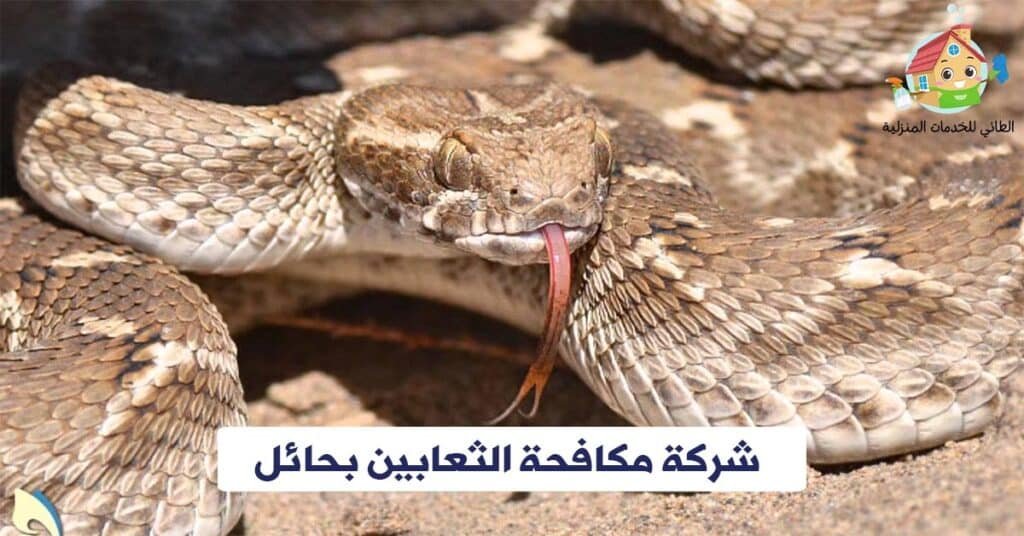 شركة مكافحة الثعابين بحائل